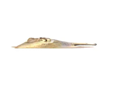 Stingray Fish 3D model