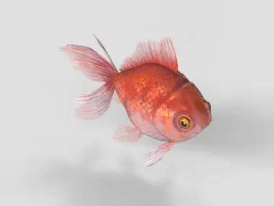Low Poly Goldfish Low-poly 3D model