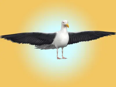 Seagull 3D model get