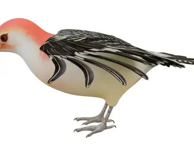 Red Bellied Woodpecker 3D model
