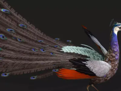 Peacock V2E Free low-poly 3D model