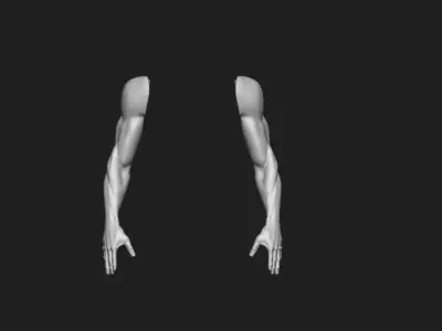 arm anatomy study  Free 3D model