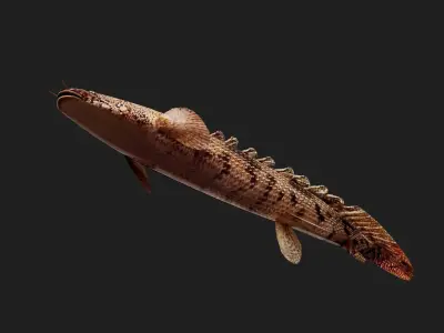 Bichir Low-poly 3D model purchase