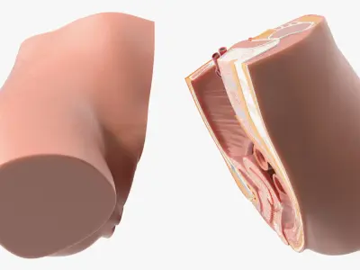Medical Model Female Pelvic Anatomy Cross Section 3D model