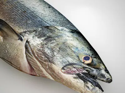Fresh Raw Salmon 3D model