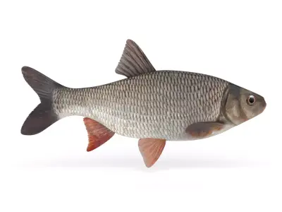 Freshwater Fish 3D model get