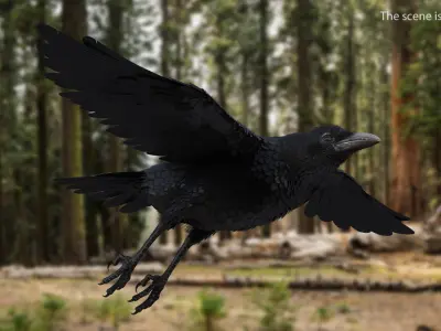 Common Raven Soars Animated Rigged 3D model