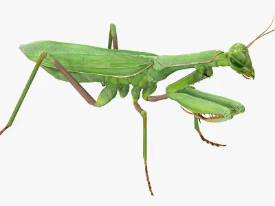  Mantis Religiosa Large Hemimetabolic Insect 
