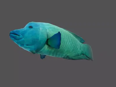 Napoleon fish Low-poly 3D model