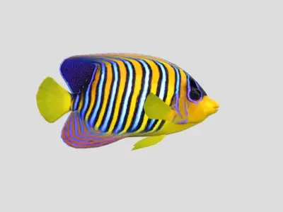 Regal Angelfish Low-poly 3D model