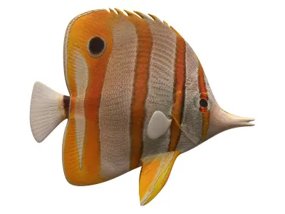 butterfly fish Low-poly 3D model get