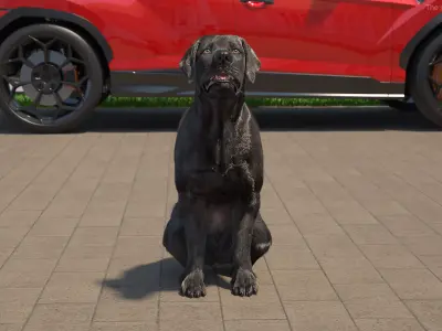 Black Begging Labrador Dog Fur Animated Rigged for Maya 3D model purchase