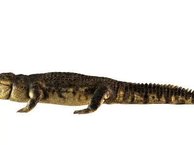 Crocodile alligator 3D model
