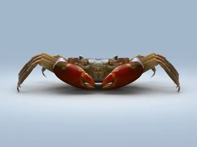 Ilyoplax pingi crab Low-poly 3D model