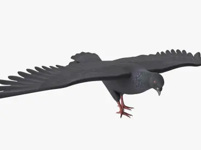  Lowpoly Pigeon Wingspread Black Rigged for Maya 
