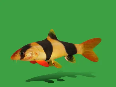 Clown Loach Fish Low-poly 3D model