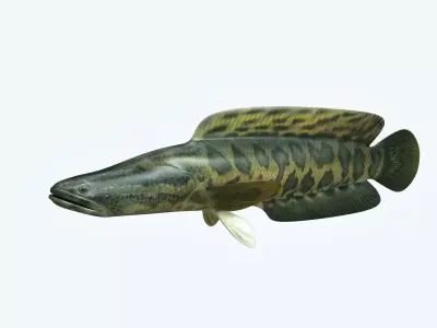 Snake Head 3D model buy