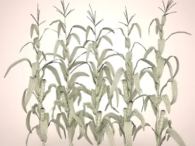Corn Stalks Set 3D model