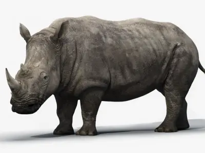 Rhino Rigged  purchase 3D model