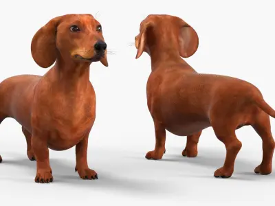  Short-Legged Red Dachshund 