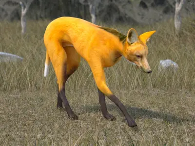 Chrysocyon Rigged for Maya 3D model