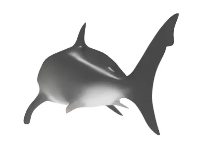 Shark Rigged 3D model