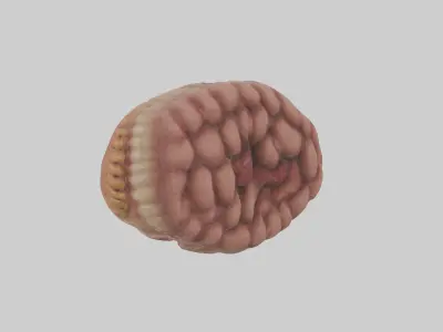 Leopard Large Intestine Low-poly 3D model