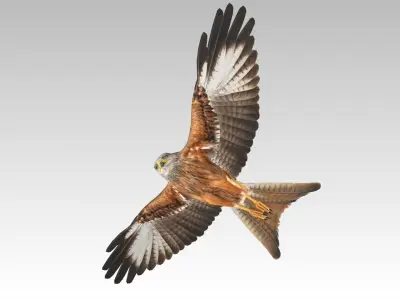 Red Kite Low-poly 3D model