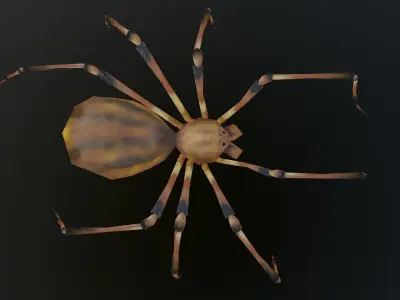 Spider Low-poly 3D model 5