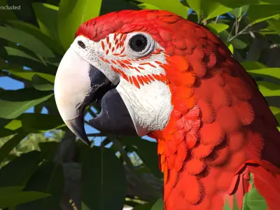 Red Green Macaw Parrot Head 3D model