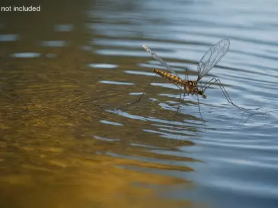 Mosquito Hawk Crane Fly Gollywhopper 3D model