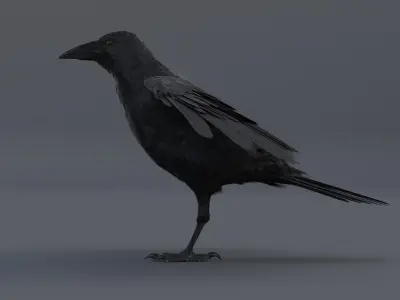 Crow 3D model