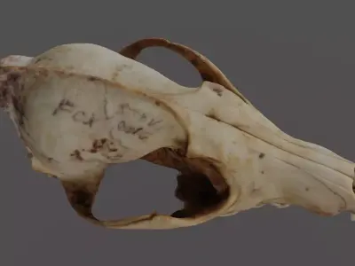 Fox Skull 3D model