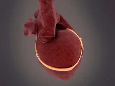 Human Heart model 3D print model