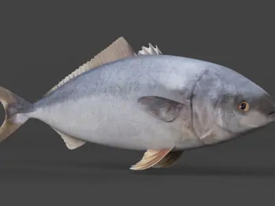 Tuna Fish 3D model