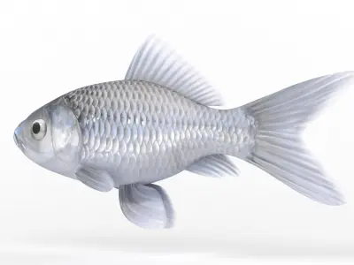 Fish Model 3D model purchase