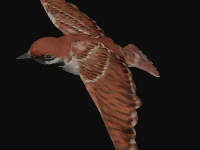 Sparrow bird fully rigged and low poly Low-poly 3D model