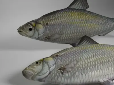 Alewife fish Low-poly 3D model