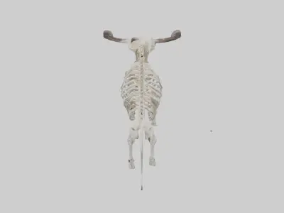 Cape Buffalo Skeleton model Low-poly 3D model
