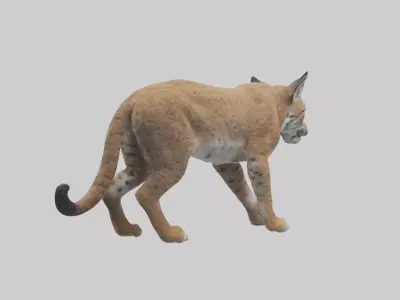 Bobcat stalking model 3D model