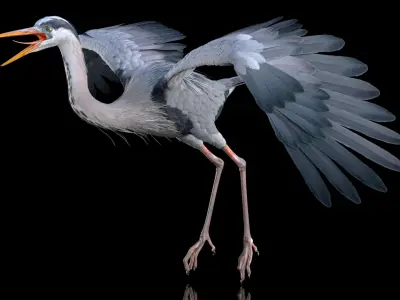 Grey Heron Rigged for Maya 3D model