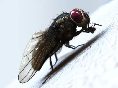 Fly ANIMATED XGEN CORE 3D model