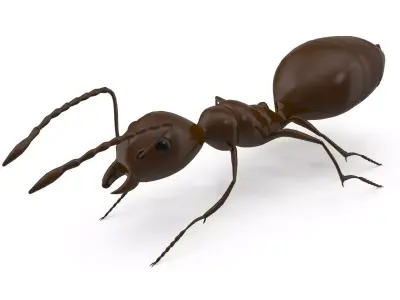 Ant Model chocolate 3D model
