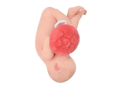 Fetus Week 39 Animated 3D model