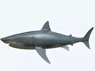 Great White Shark 3D model 7