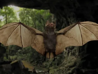 Little Brown Bat  3D model