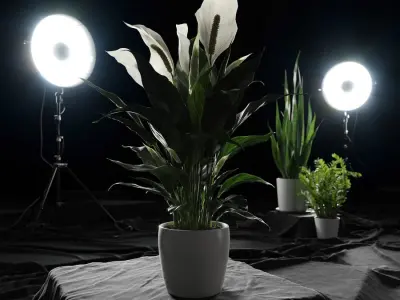 Peace Lily Plant Model  buy