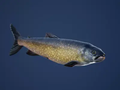 Trout Fish with Swimming Animation Low-poly 3D model