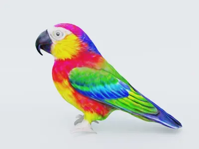 Parrot Free 3D model