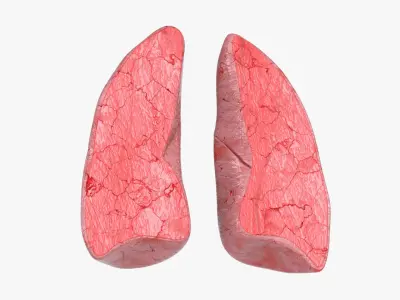  Lungs CrossSection 